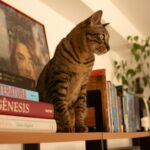 a cat sitting on top of a book shelf