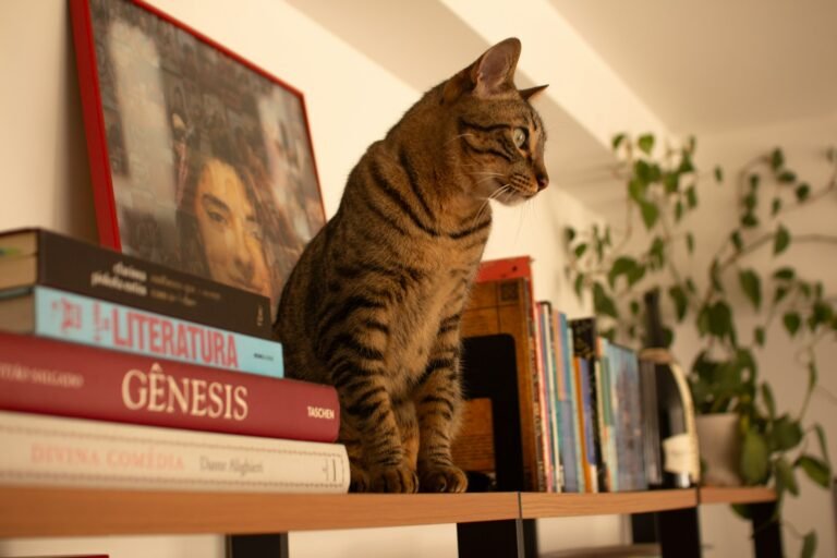 a cat sitting on top of a book shelf