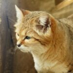 a close up of a cat near a wall