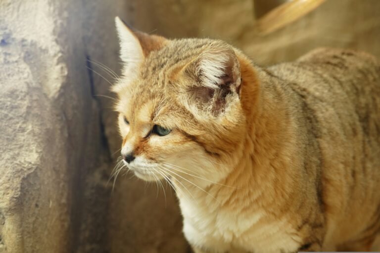 a close up of a cat near a wall
