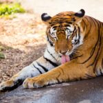 a tiger laying on the ground with its tongue hanging out