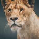 closeup photo of lioness