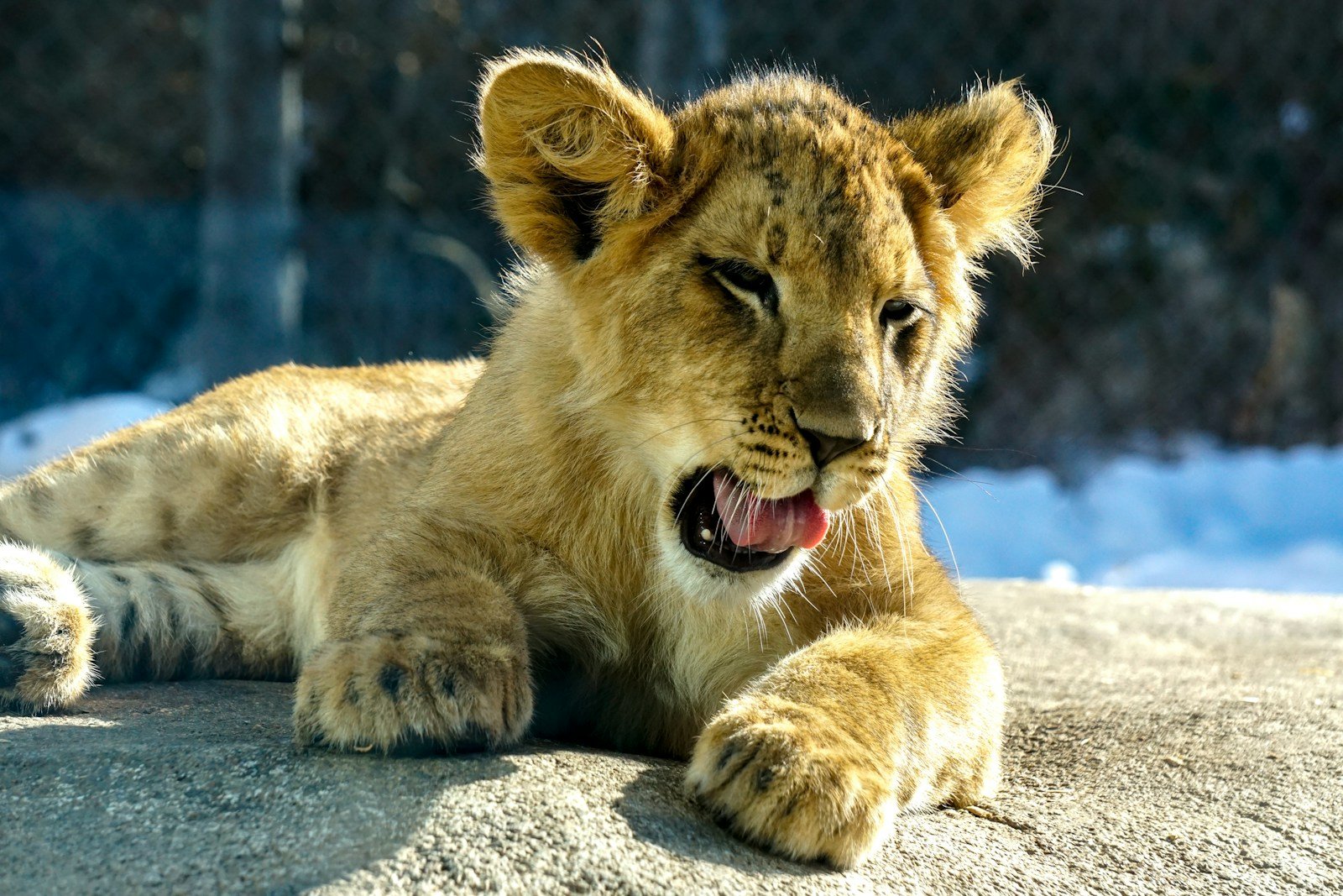 a lion cub laying down on a snowy surface