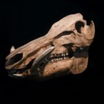 a close up of an animal skull on a black background