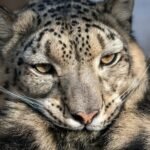 a close up of a snow leopard's face