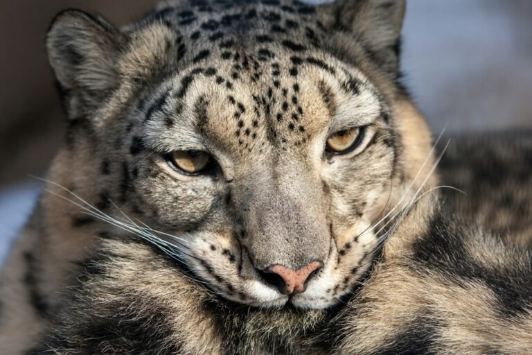a close up of a snow leopard's face