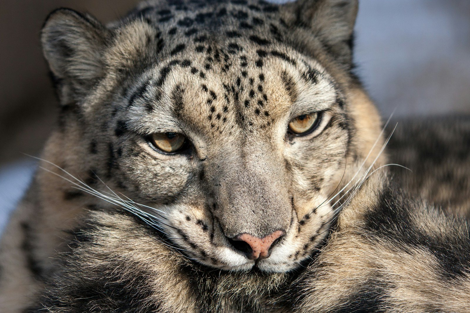 a close up of a snow leopard's face