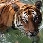 adult tiger on water