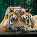 tiger on brown wooden board