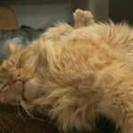 an orange cat is sleeping on a brown blanket