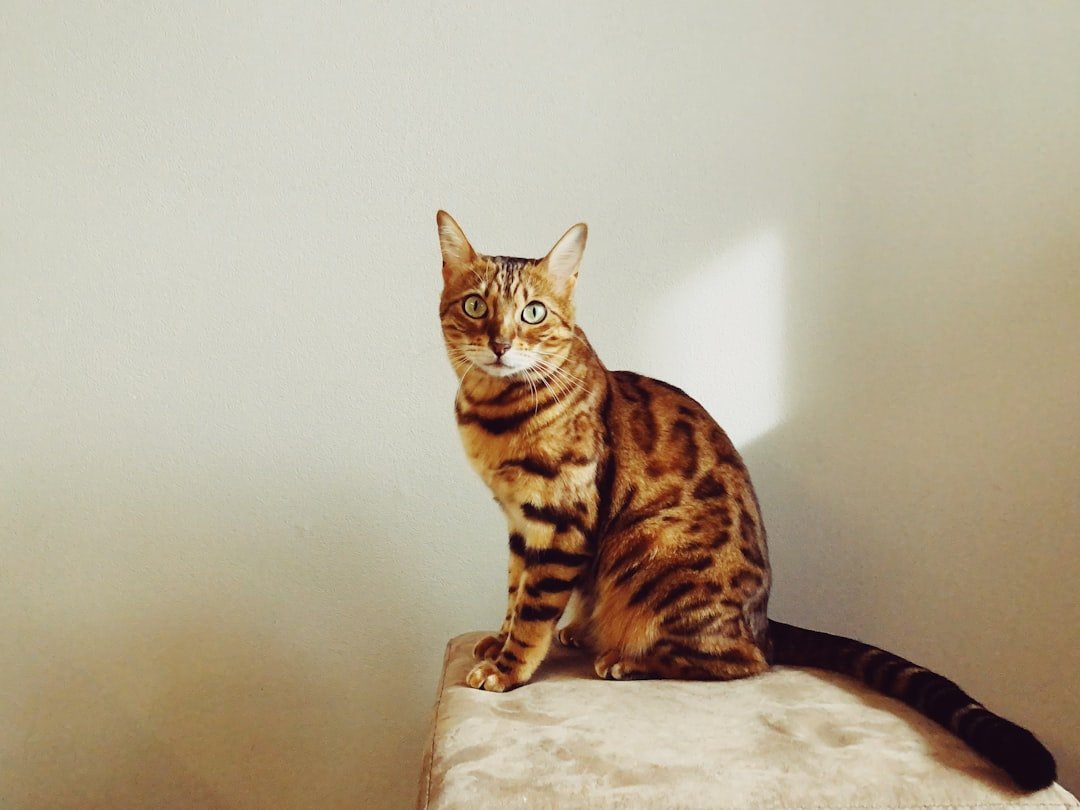 Aries and the Energetic Bengal (image credits: unsplash)