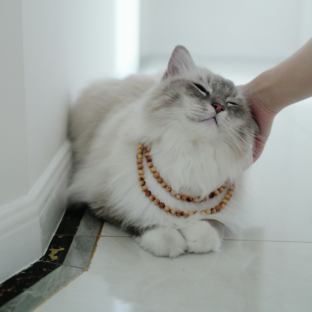 Taurus and the Luxurious Persian (image credits: unsplash)