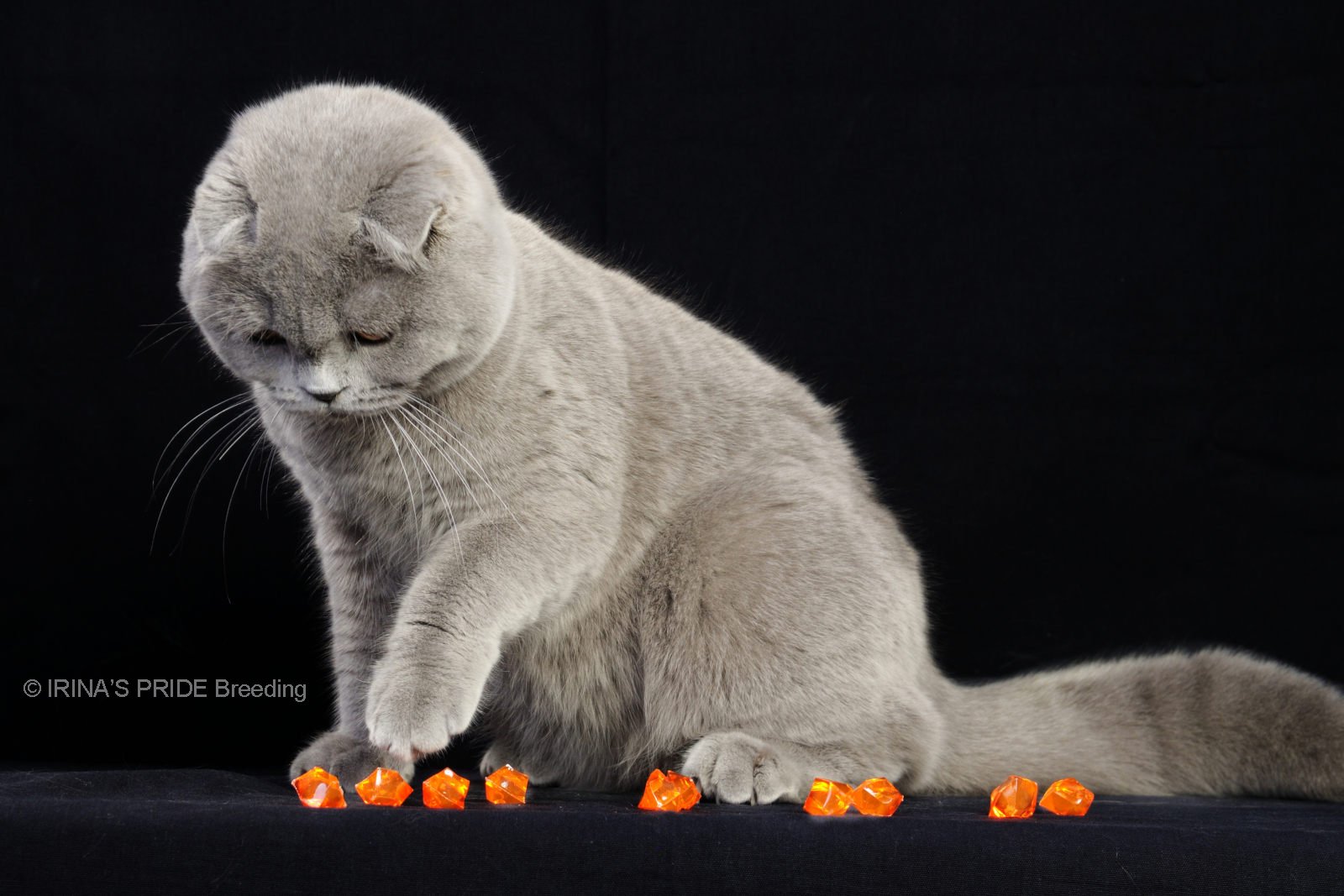 Cancer and the Nurturing Scottish Fold (image credits: wikimedia)