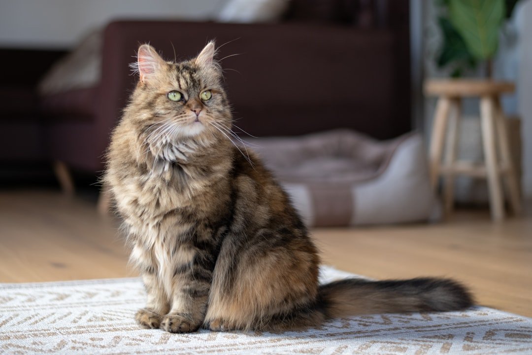 Leo and the Majestic Maine Coon (image credits: unsplash)
