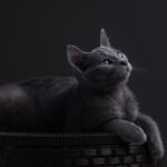 The Precise Russian Blue