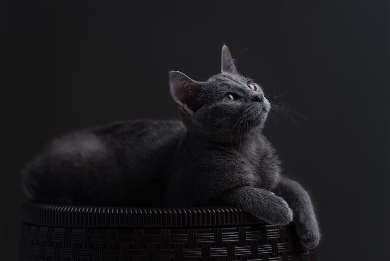 The Precise Russian Blue