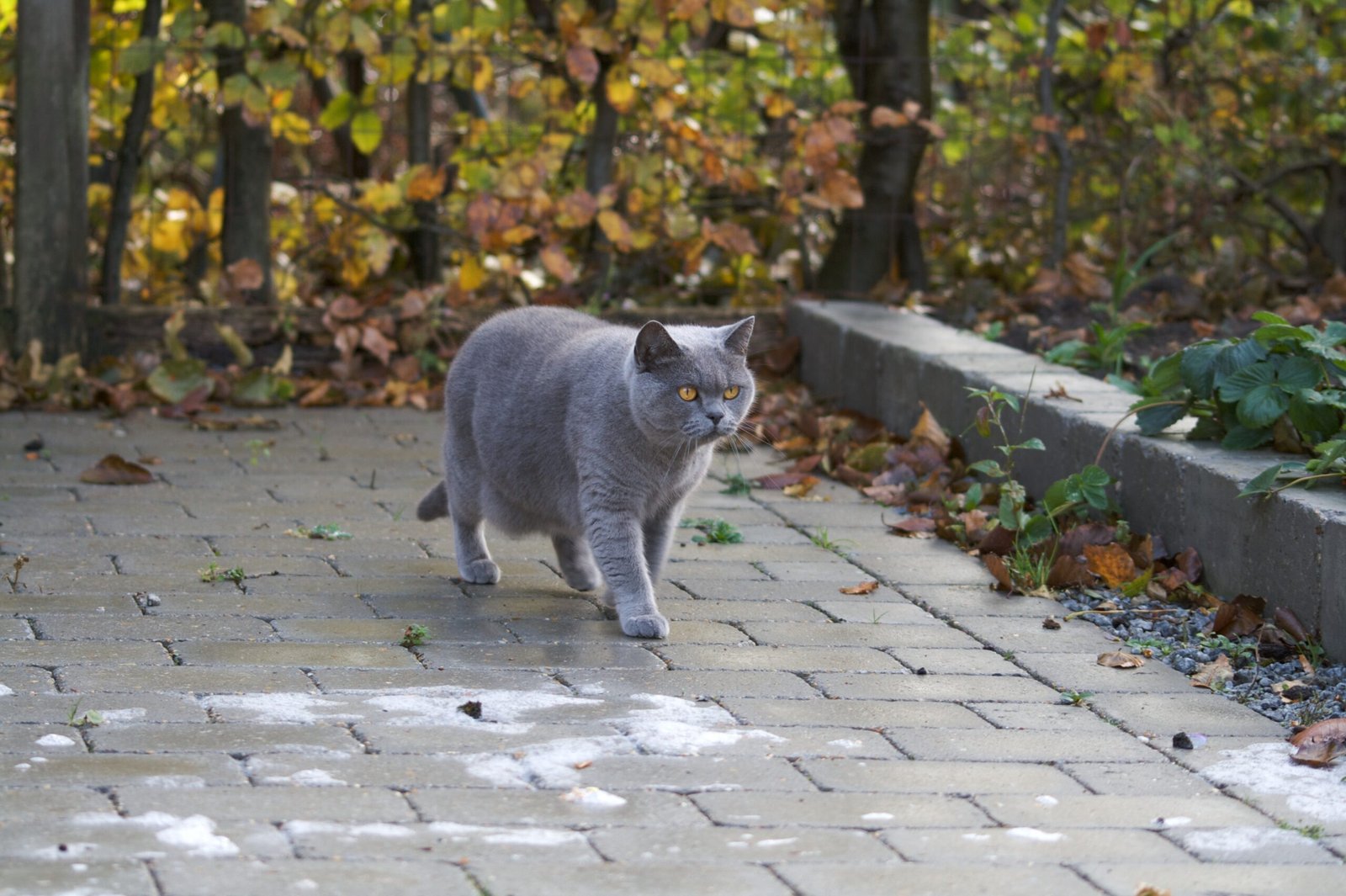 Libra and the Balanced British Shorthair (image credits: wikimedia)