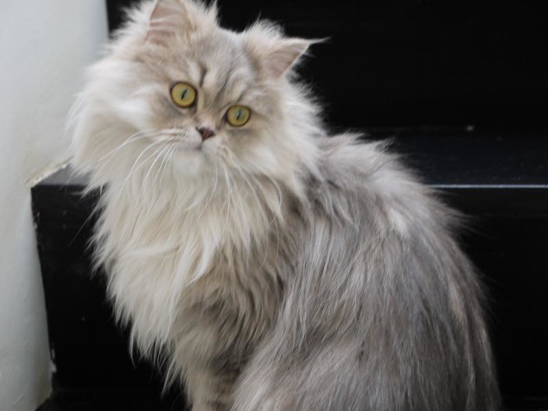 Capricorn and the Disciplined Persian (image credits: flickr)