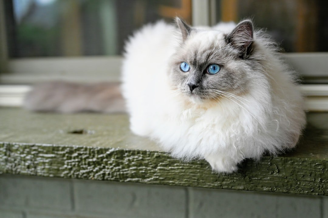 Aquarius and the Unique Ragdoll (image credits: unsplash)