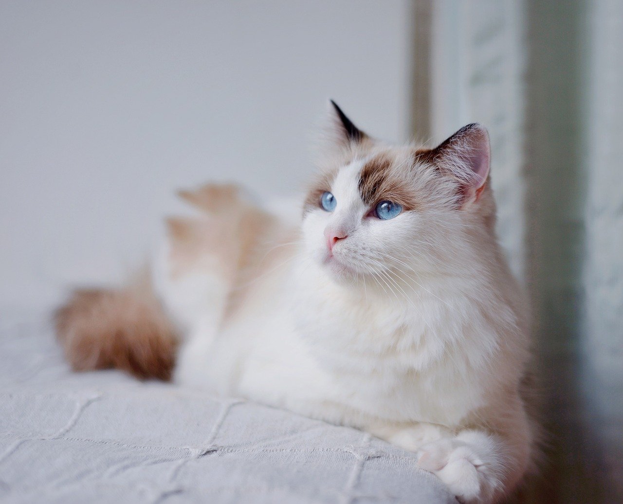 Taurus: The Luxurious Ragdoll for Comfort Lovers (image credits: pixabay)