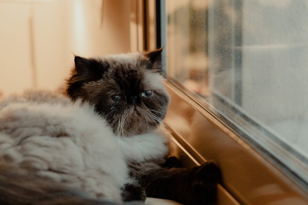 Libra: The Beautiful Himalayan for Harmony Seekers (image credits: unsplash)