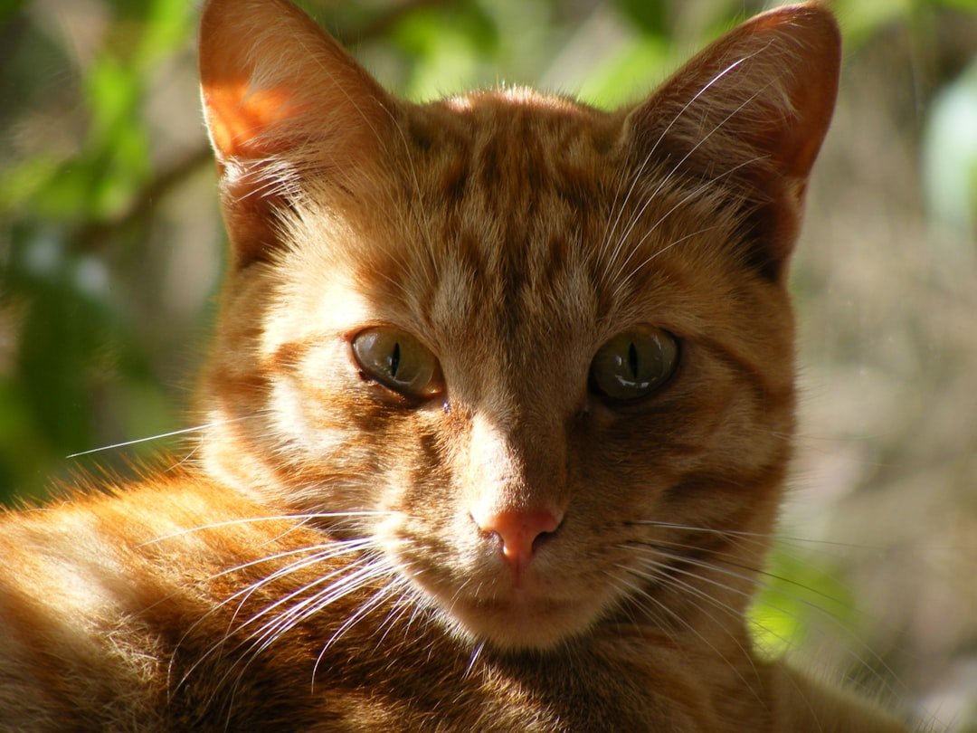 Aquarius: The Unique Havana Brown for Independent Thinkers (image credits: unsplash)