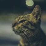 Finding Your Feline Soulmate Through the Stars