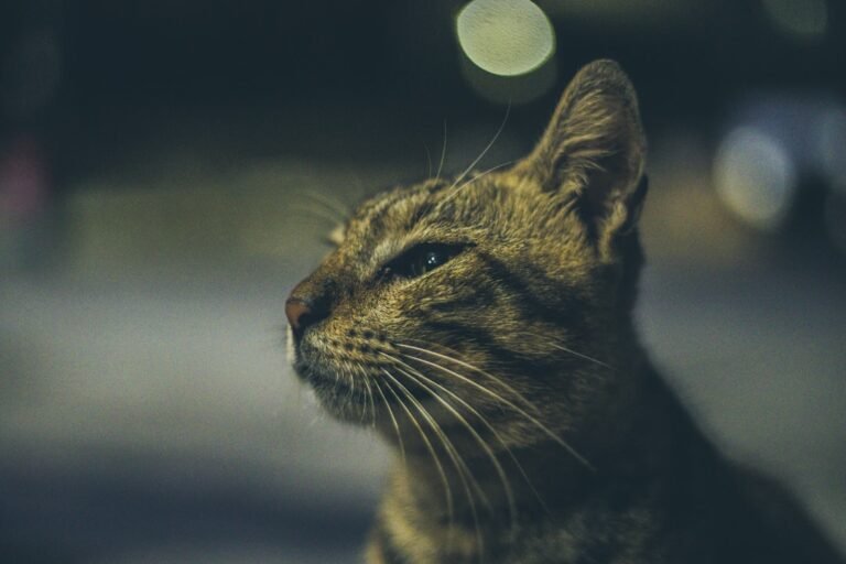 Finding Your Feline Soulmate Through the Stars