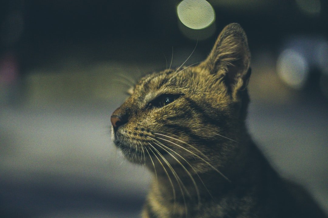 Finding Your Feline Soulmate Through the Stars