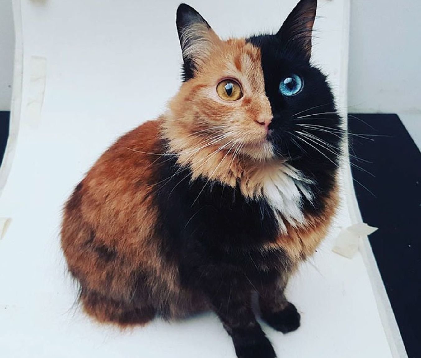 Chimera Cats: Two Souls, One Body
