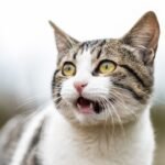 10 Funny Things Cats Are Scared of and It Makes No Sense
