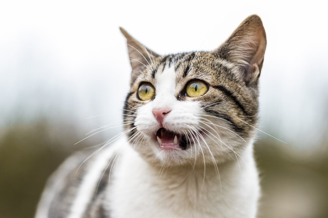 10 Funny Things Cats Are Scared of and It Makes No Sense