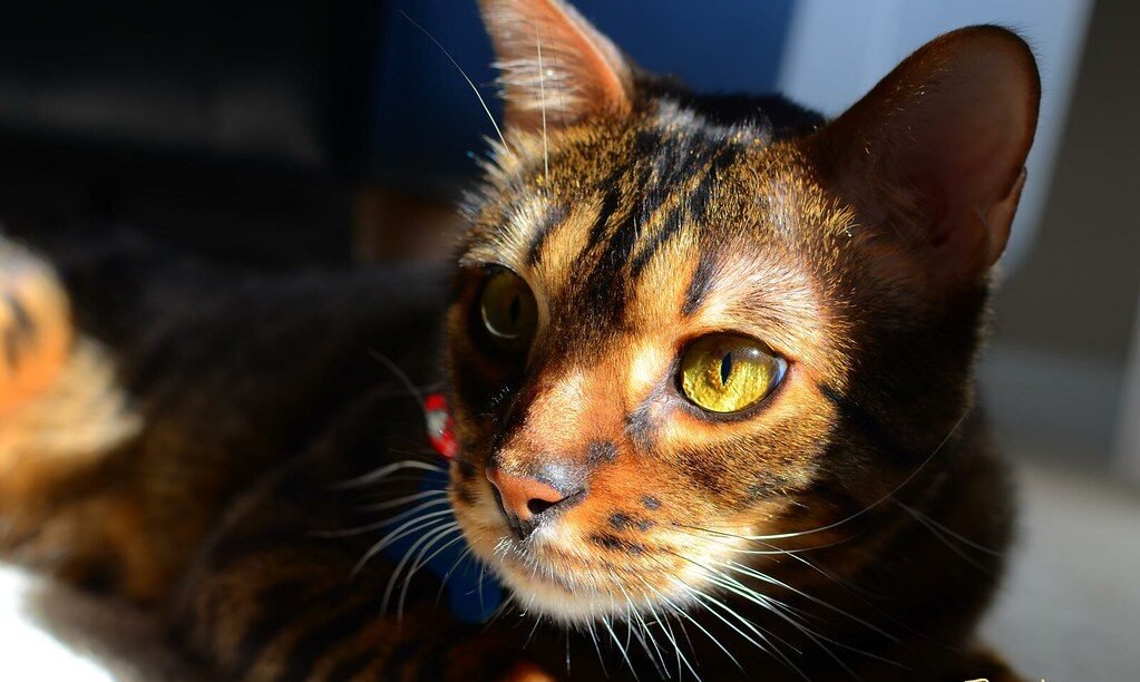 Bengal cat