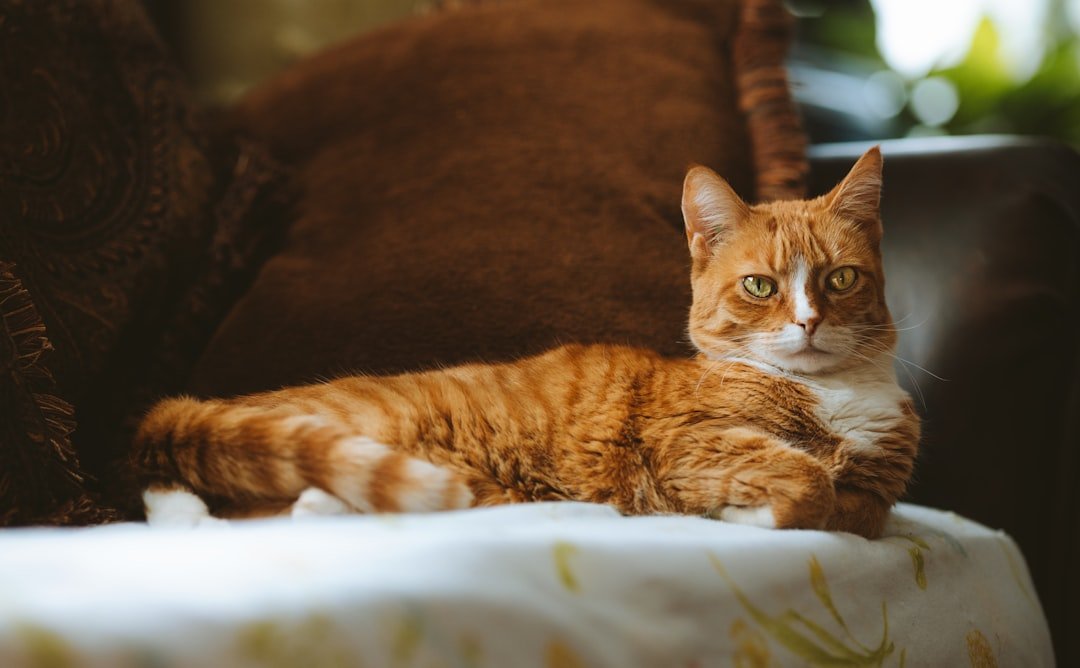 Aries Cat (March 21 - April 19): The Fearless Adventurer (image credits: unsplash)