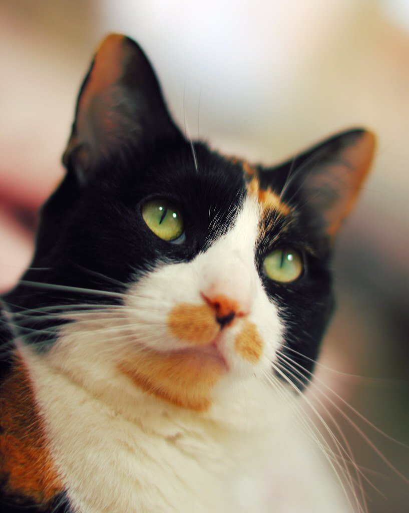 Leo Cat (July 23 - August 22): The Drama Queen Supreme (image credits: flickr)