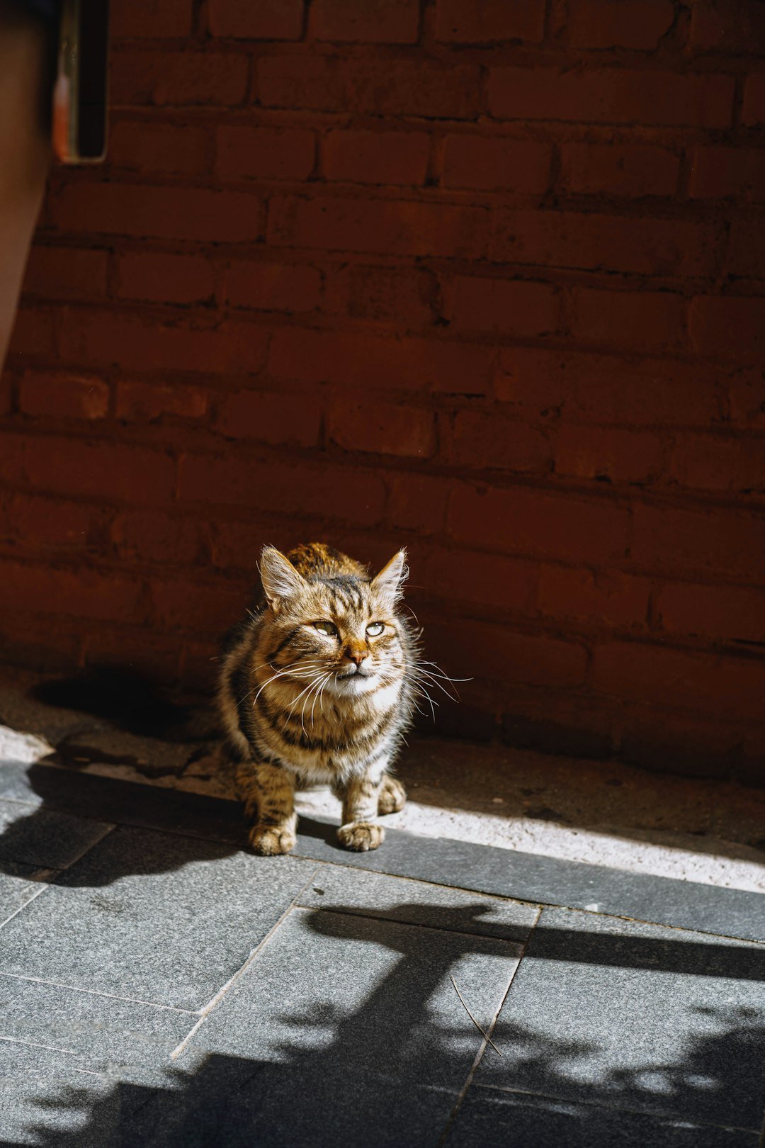 Virgo Cat (August 23 - September 22): The Perfectionist Observer (image credits: unsplash)