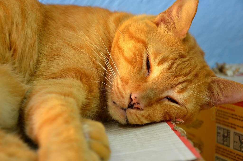 Libra Cat (September 23 - October 22): The Social Diplomat (image credits: flickr)