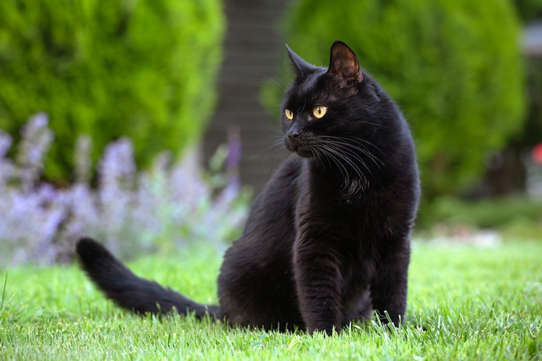 Scorpio Cat (October 23 - November 21): The Mysterious Enigma (image credits: unsplash)