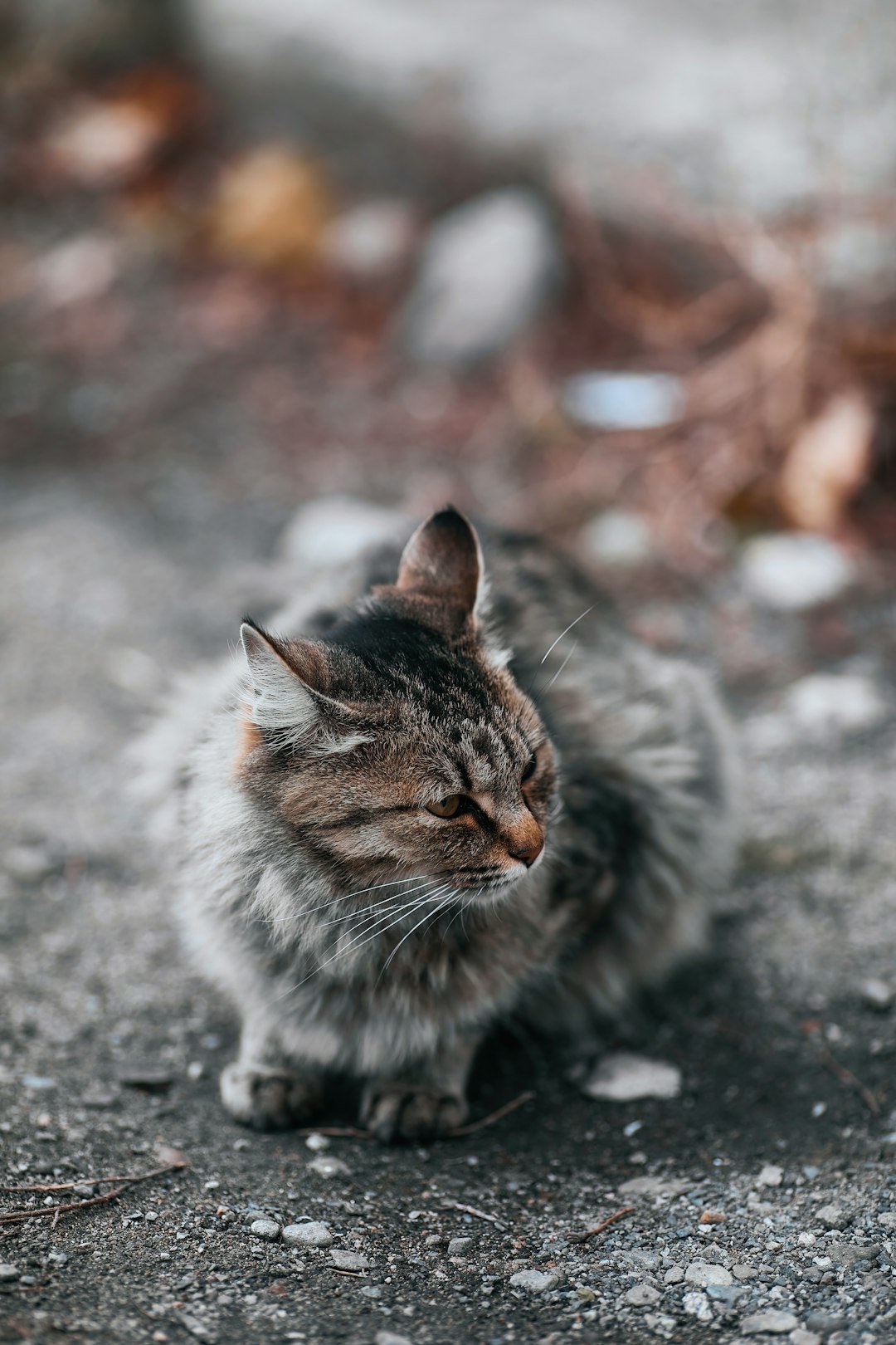 Sagittarius Cat (November 22 - December 21): The Wandering Explorer (image credits: unsplash)