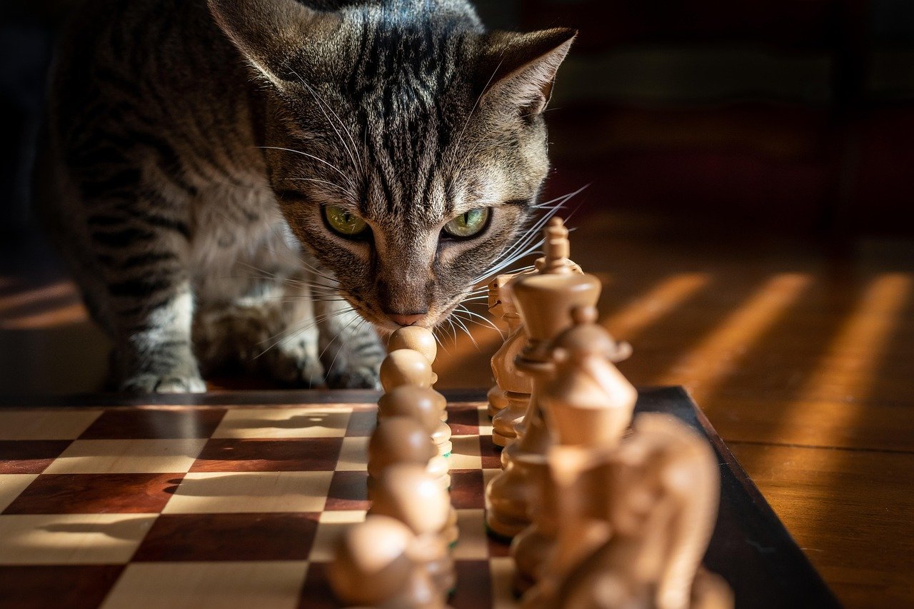 Capricorn Cat (December 22 - January 19): The Strategic Mastermind (image credits: pixabay)