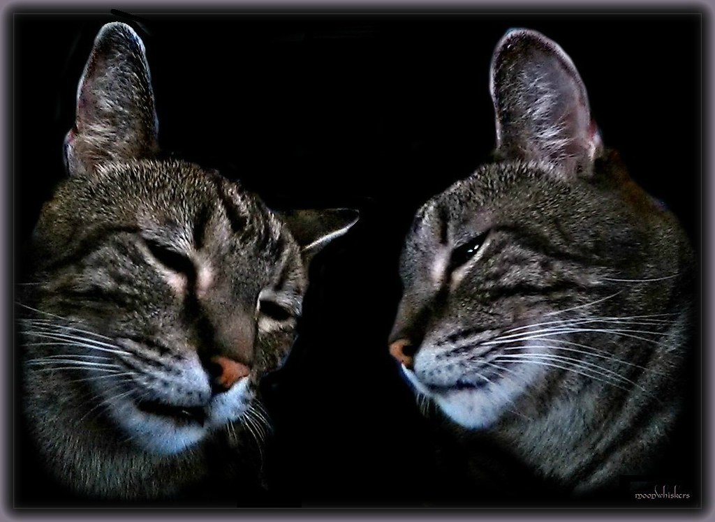 Pisces Cat (February 19 - March 20): The Intuitive Empath (image credits: flickr)