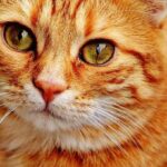 12 Cat Zodiac Signs That Will Transform How You See Your Feline Friend