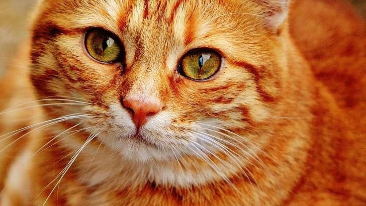 12 Cat Zodiac Signs That Will Transform How You See Your Feline Friend