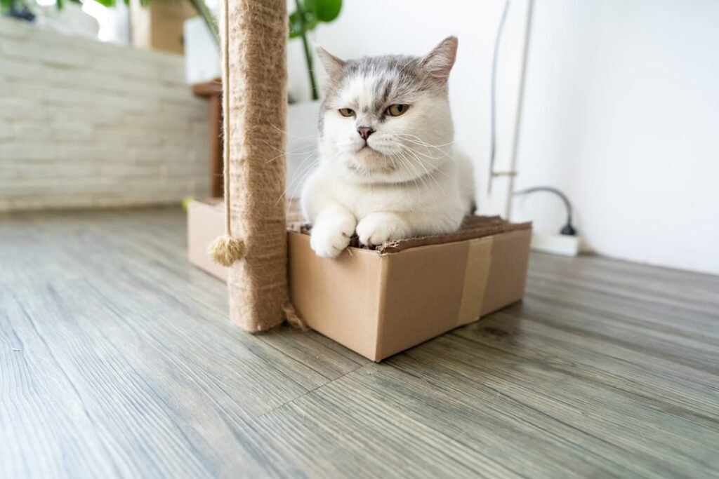 Virgo: Munchkin Cats' Mobility Issues Contradict Your Perfection Standards