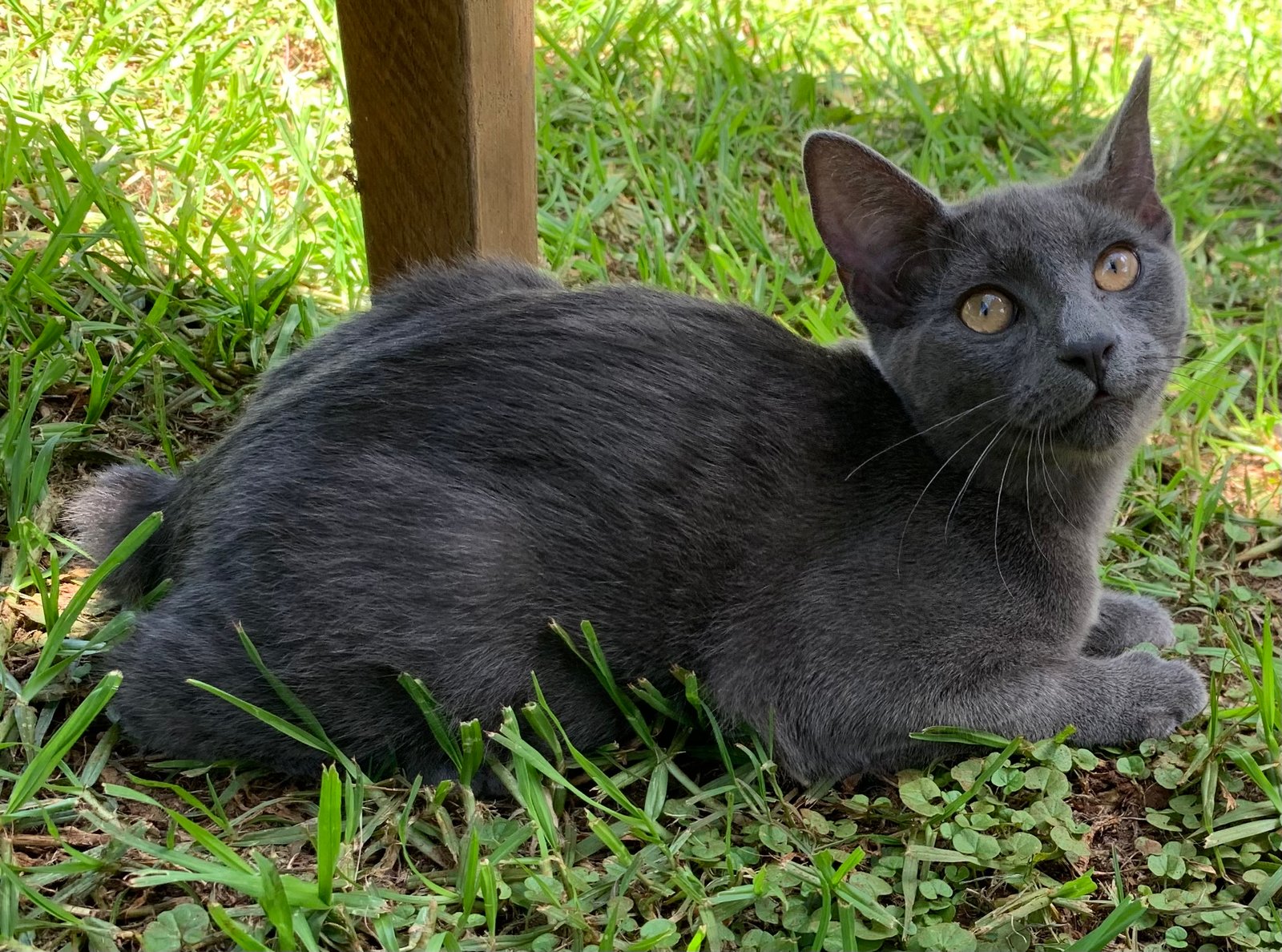 Sagittarius: Manx Cats' Physical Limitations Restrict Your Adventurous Spirit (image credits: wikimedia)