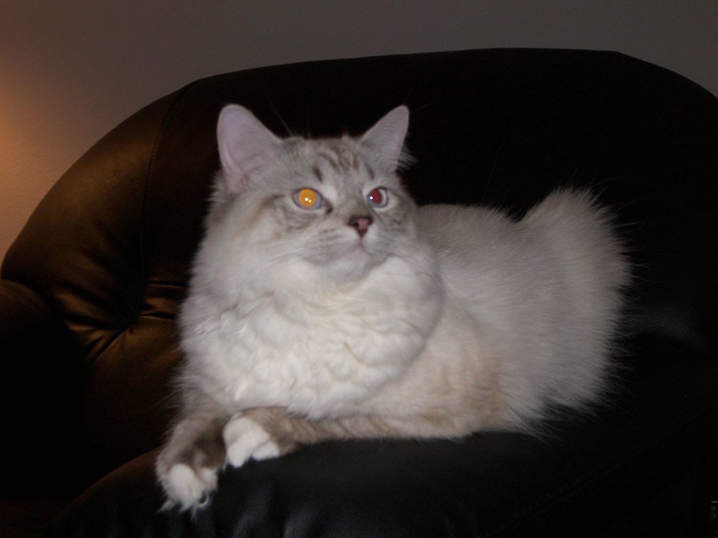Taurus: The Ragdoll - Your Luxurious Comfort Companion (image credits: flickr)