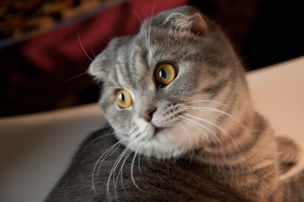 Cancer: The Scottish Fold - Your Emotional Support Buddy (image credits: flickr)