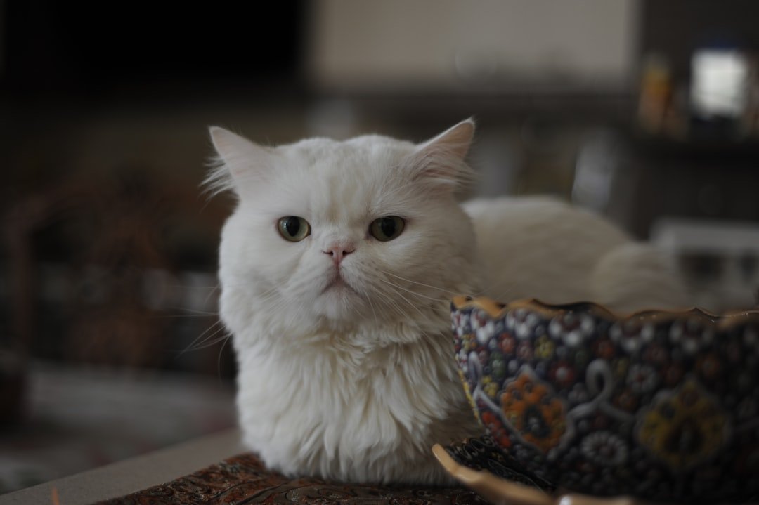 Capricorn: The Persian - Your Dignified Status Symbol (image credits: unsplash)