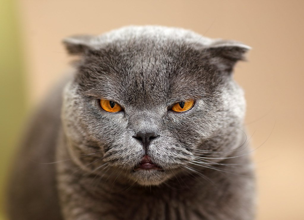 Aquarius: The Scottish Fold - Your Quirky Individual (image credits: flickr)
