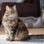 Leo: The Majestic Maine Coon Cat